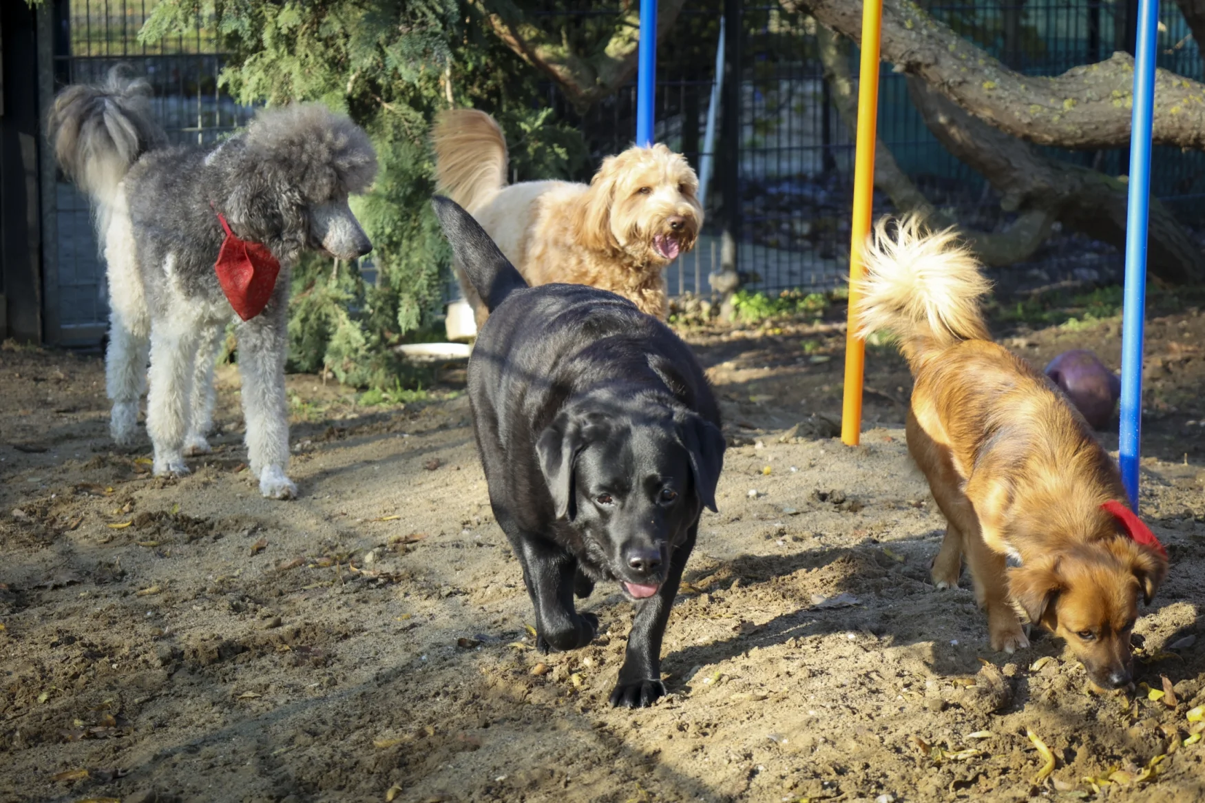 IMGL0476 Foto Wim Roefs