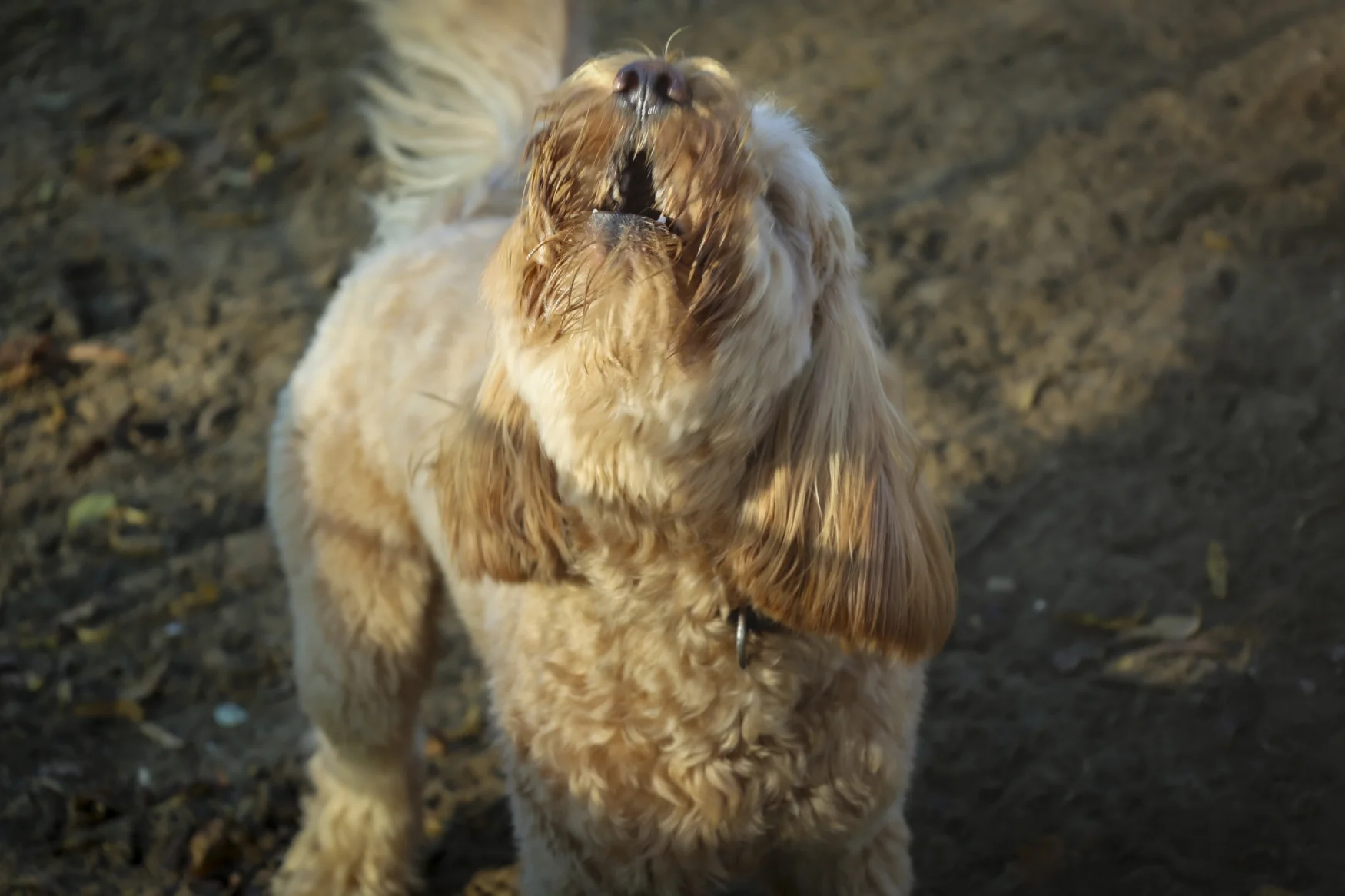 IMGL0562 Foto Wim Roefs